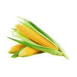 BABY CORN – 100 g