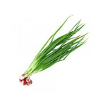 SPRING ONION – 1 Kg